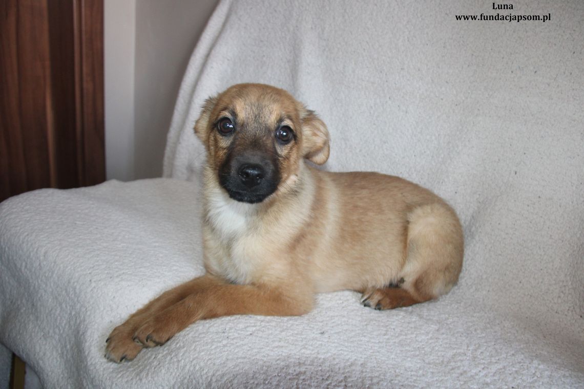 LUNA – Nie kupuj, adoptuj!