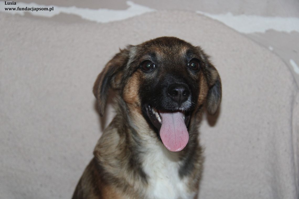 LUSIA – Nie kupuj, adoptuj!