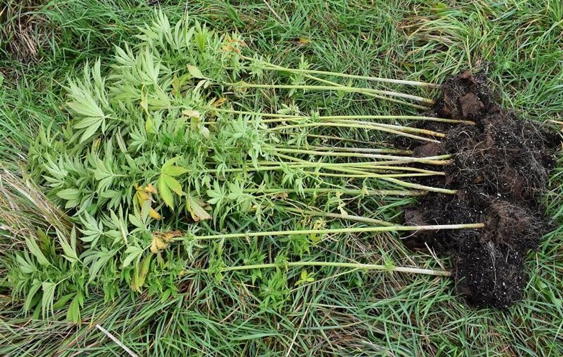 Marihuana w Pokrzywnicy