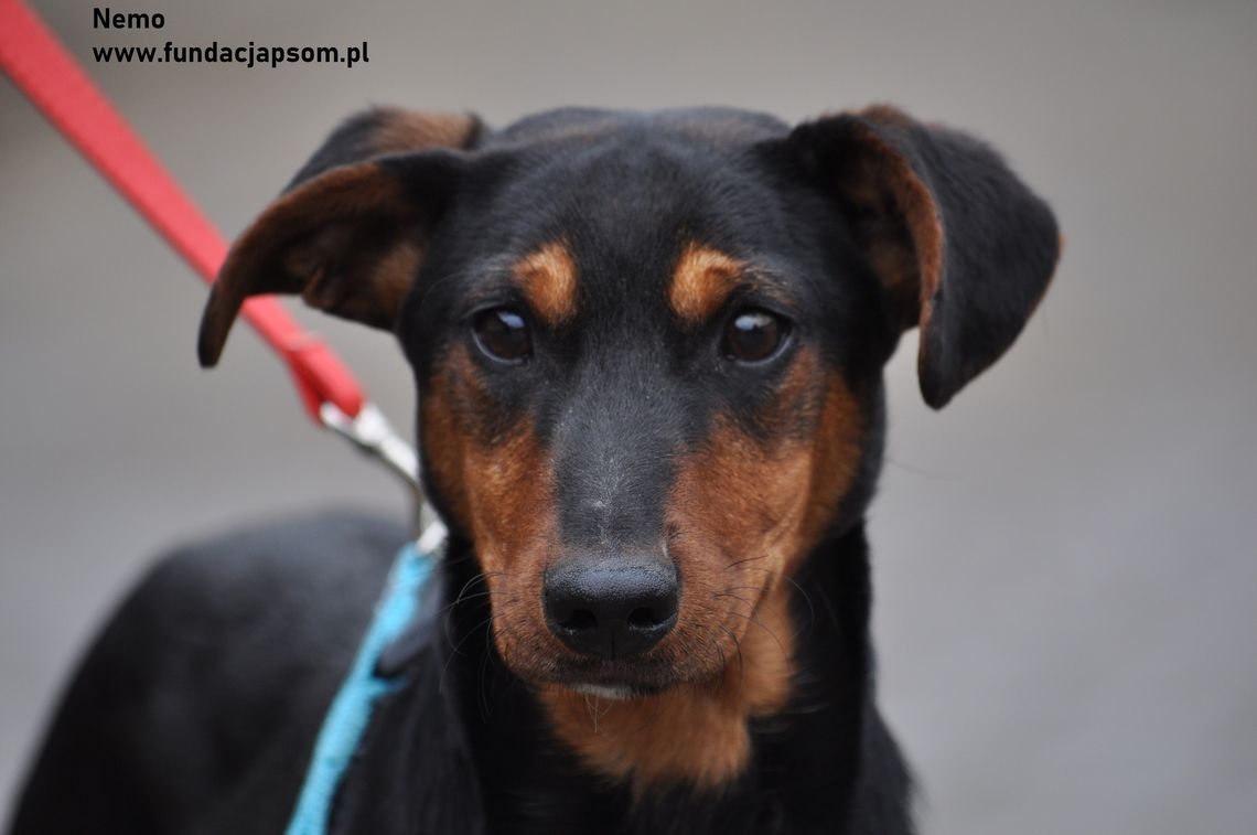 NEMO – Nie kupuj, adoptuj!