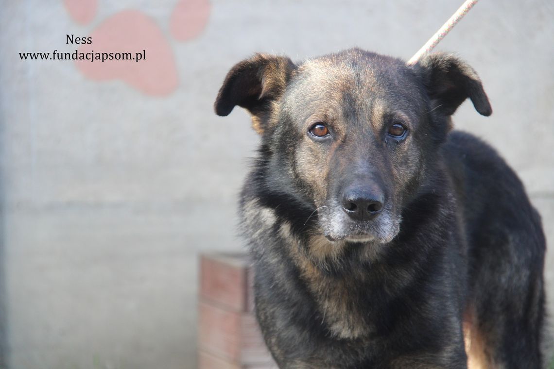 NESS – Nie kupuj, adoptuj!