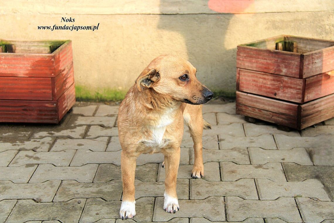NOKS – Nie kupuj, adoptuj!