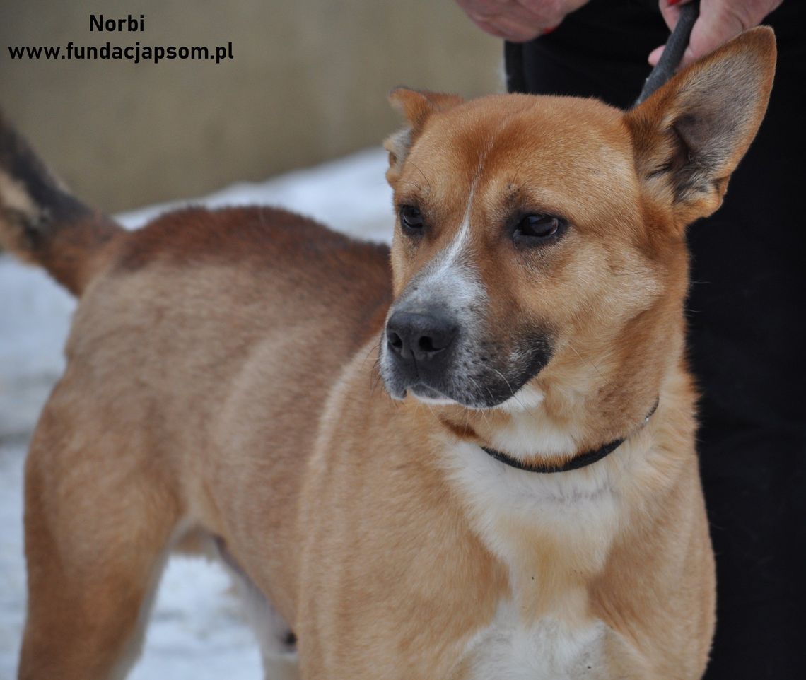NORBI – Nie kupuj, adoptuj!