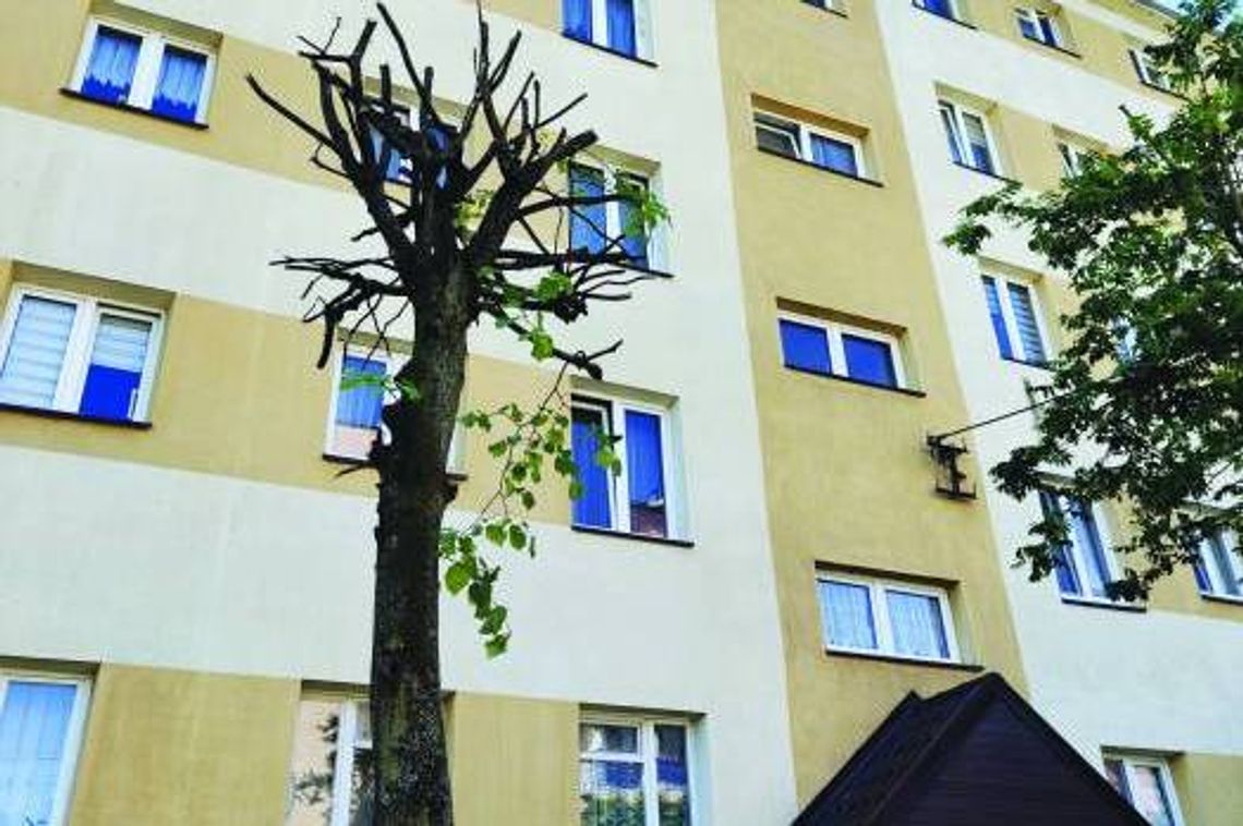 OKALECZYLI DRZEWO I TYLE