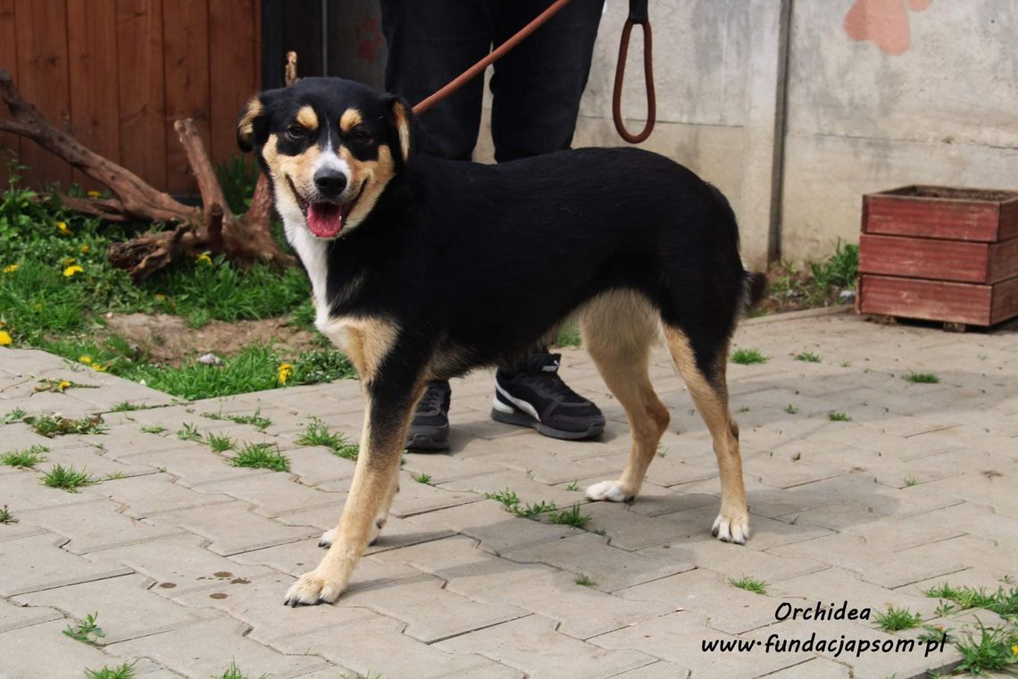 ORCHIDEA – Nie kupuj, adoptuj!