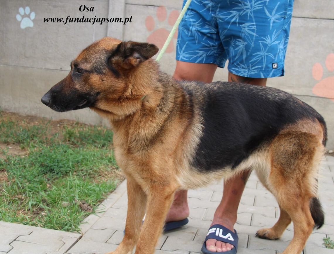 OSA – Nie kupuj, adoptuj!