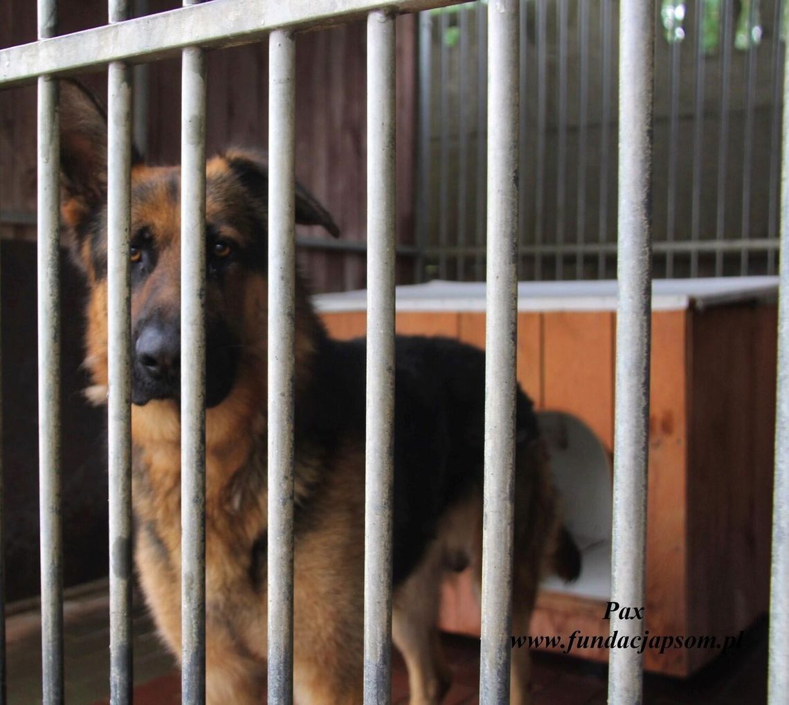 PAX – Nie kupuj, adoptuj!