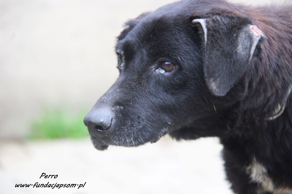 PERRO – Nie kupuj, adoptuj!