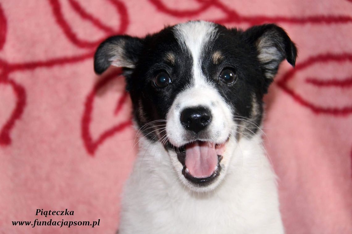 PIĄTECZKA – Nie kupuj, adoptuj!