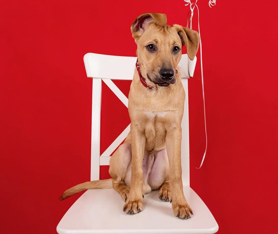 PIXEL – Apeluję o adopcję zwierząt ze schroniska!