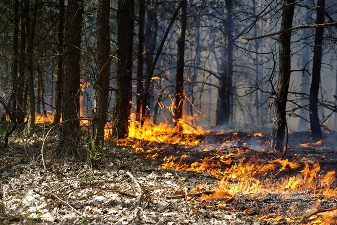 PO SĄSIEDZKU/ NIEPORĘT. Pożar części samochodowych w lesie w Wólce Radzymińskiej