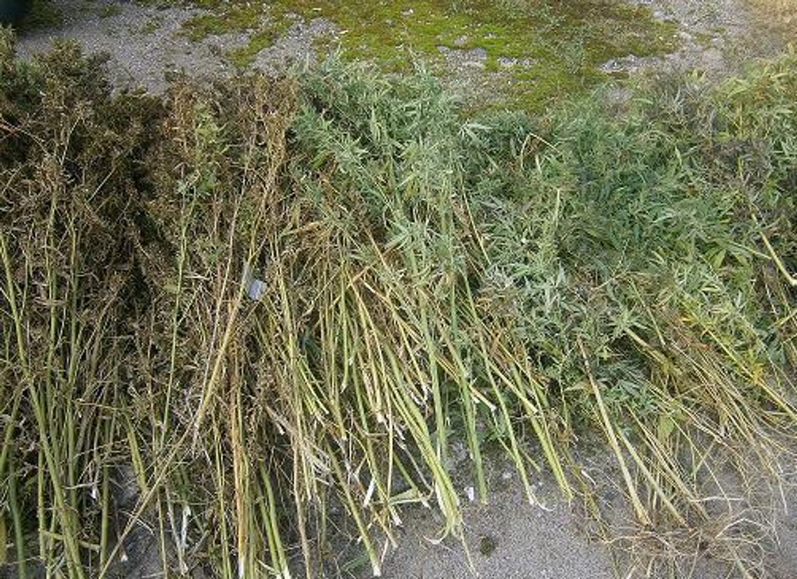 POLICJANCI ZLIKWIDOWALI PLANTACJĘ KONOPI