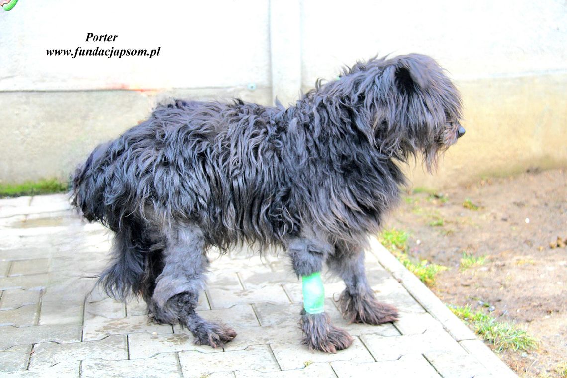 PORTER – Nie kupuj, adoptuj!