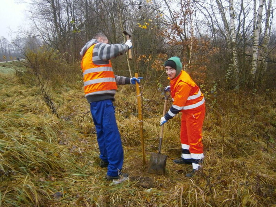 Posadzili 84 drzewa i 300 krzewów