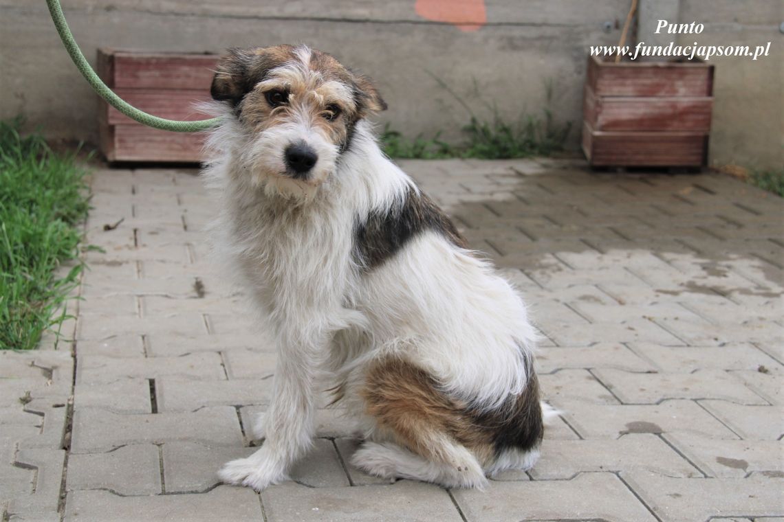 PUNTO – Nie kupuj, adoptuj!