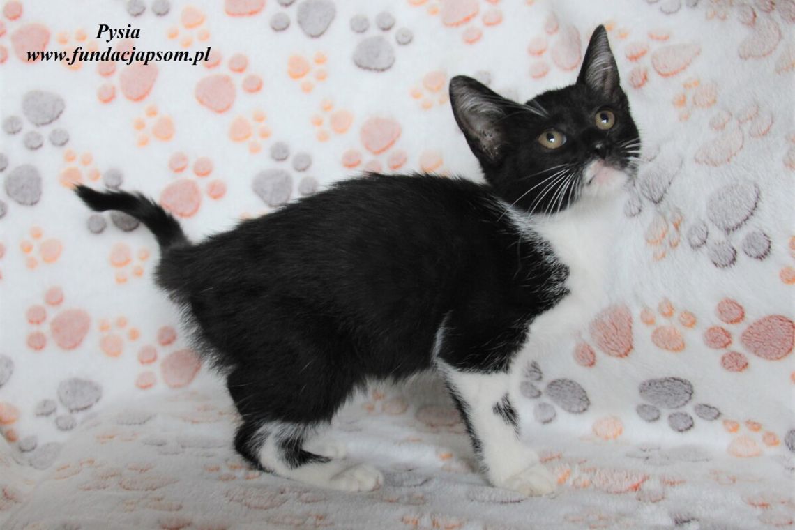 PYSIA – Nie kupuj, adoptuj!