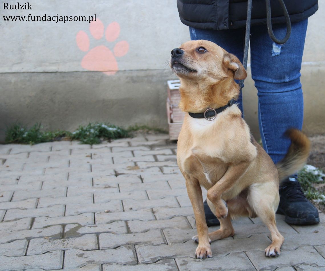 RUDZIK – Nie kupuj, adoptuj!