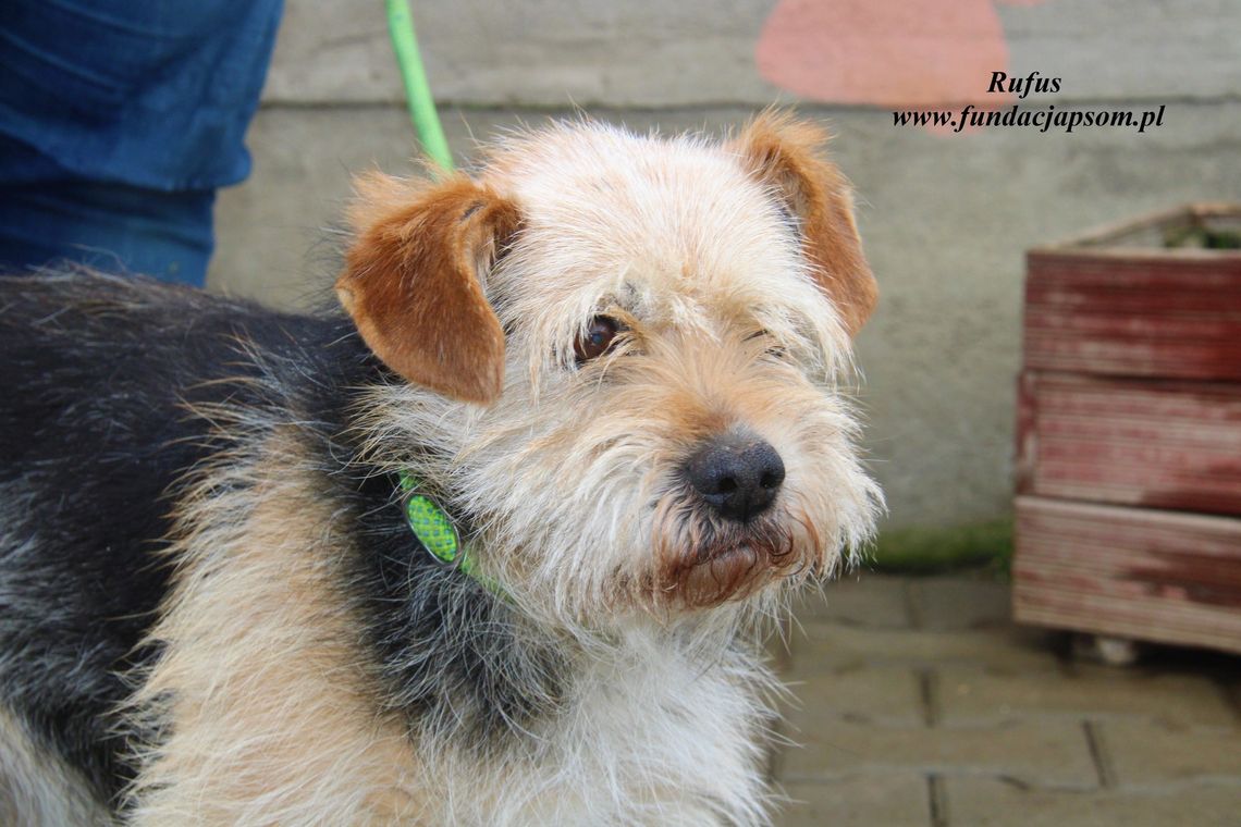 RUFUS – Nie kupuj, adoptuj!