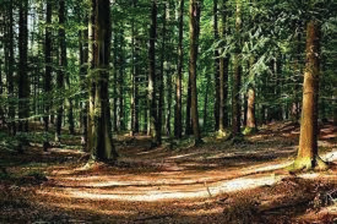 Rusza pomoc na inwestycje w lasach prywatnych