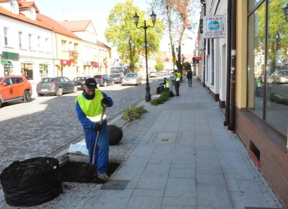 Sadzą drzewa