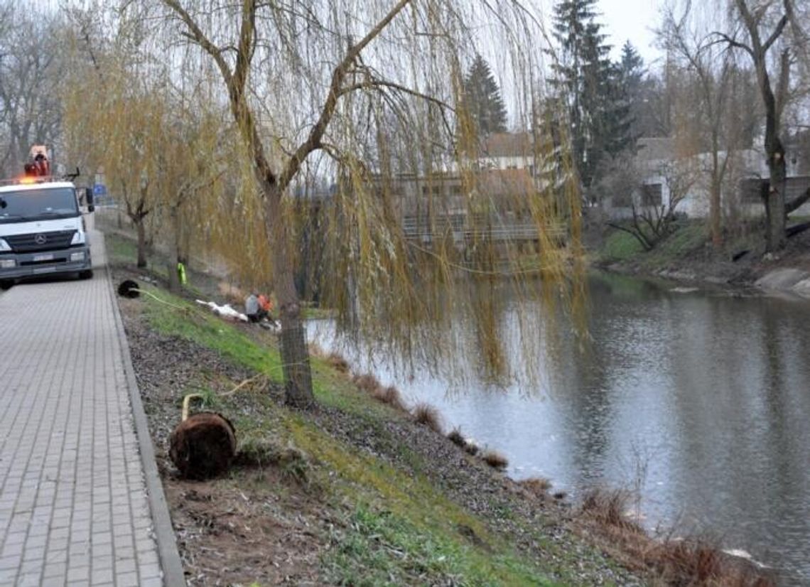 Sadzą wierzbę białą