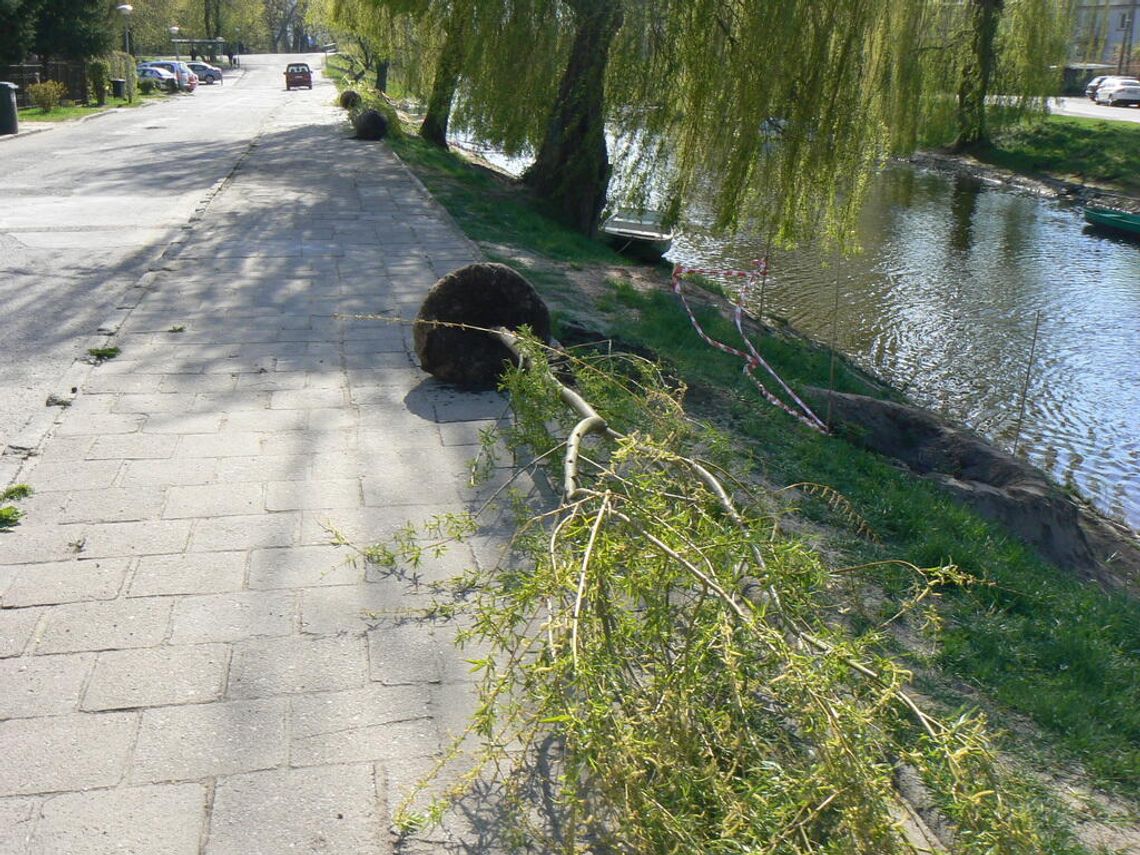 Sadzą wierzby