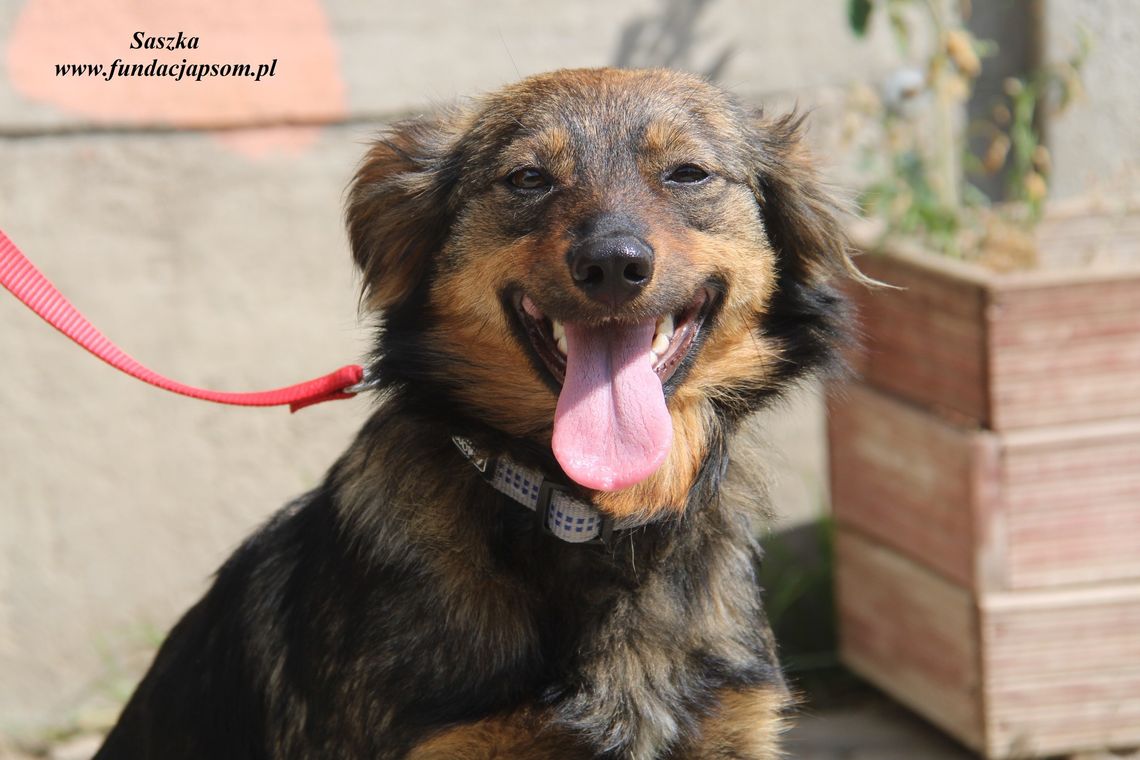 SASZKA – Nie kupuj, adoptuj!