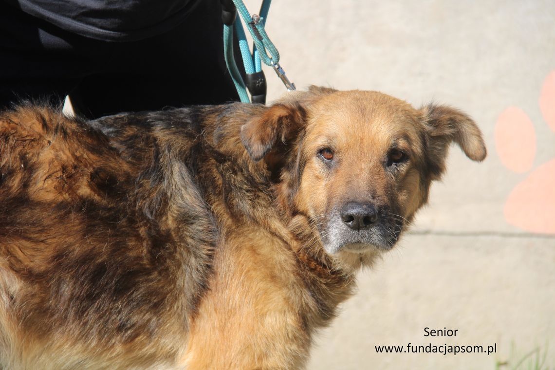 SENIOR – Nie kupuj, adoptuj!