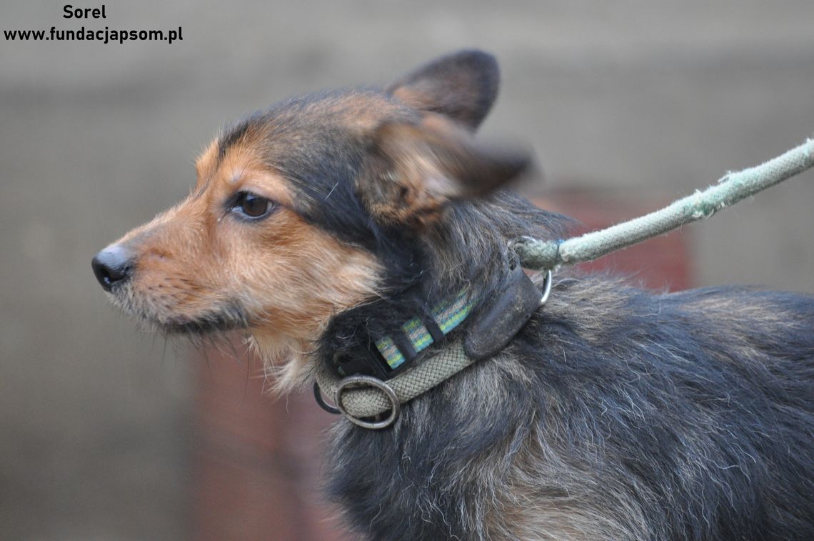 SOREL – Nie kupuj, adoptuj!