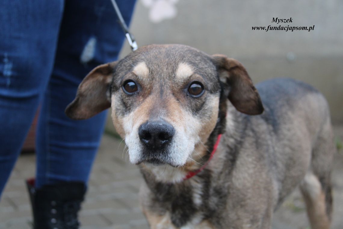 SPOKOJNY MYSZEK – Nie kupuj, adoptuj!