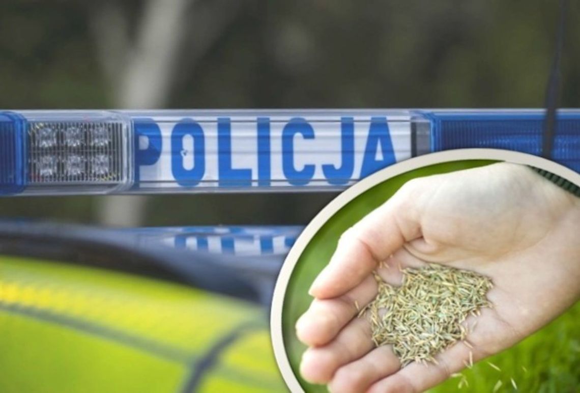Stracił blisko 2 tysiące chcąc zakupić nasiona trawy Stracił blisko 2 tysiące chcąc zakupić nasiona trawy
