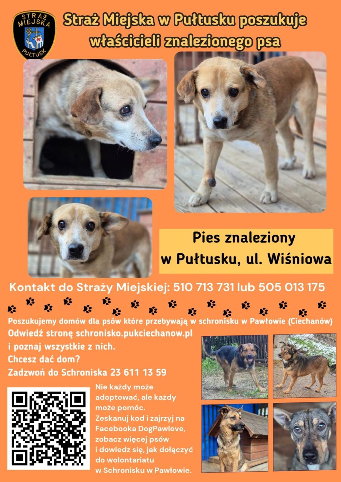 Straż Miejska w Pułtusku poszukuje właściciela psa Straż Miejska w Pułtusku poszukuje właściciela psa