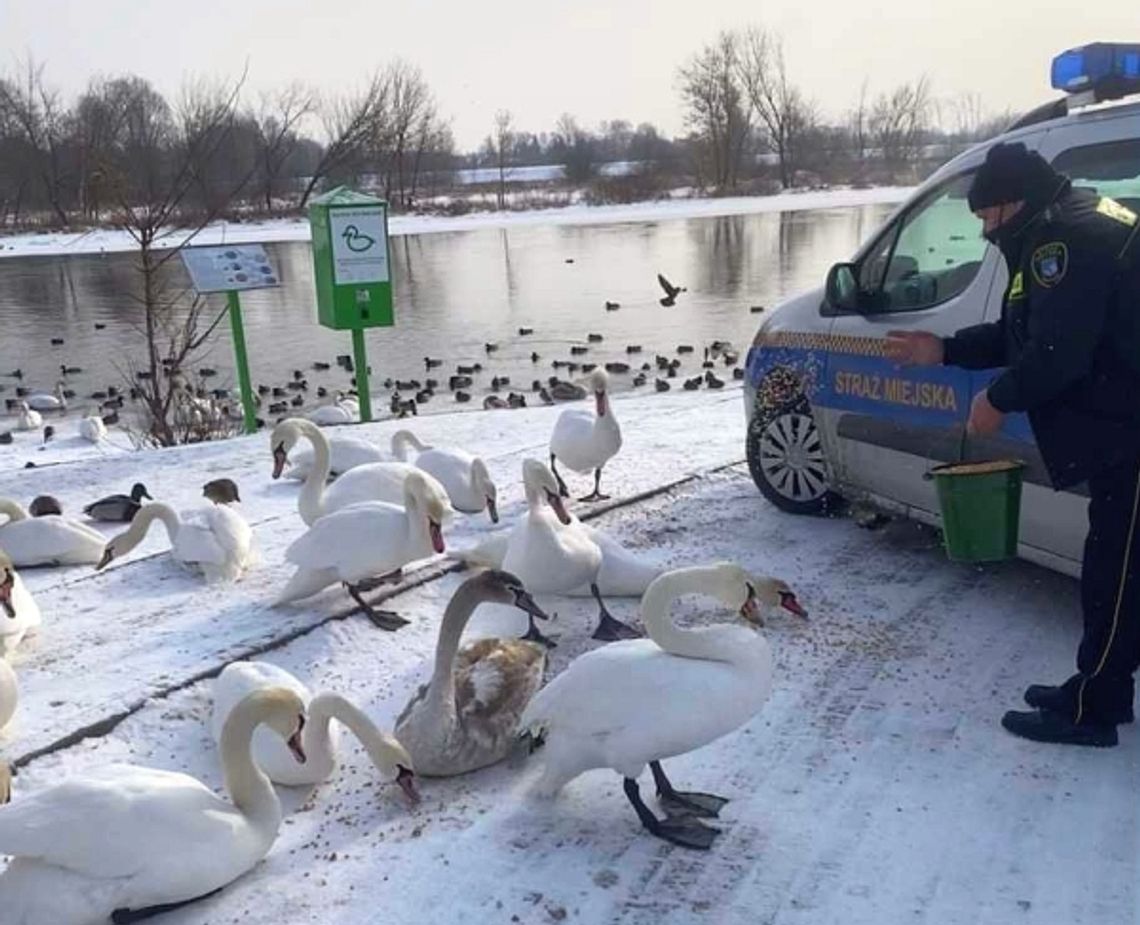 Strażnicy dokarmiają łabędzie