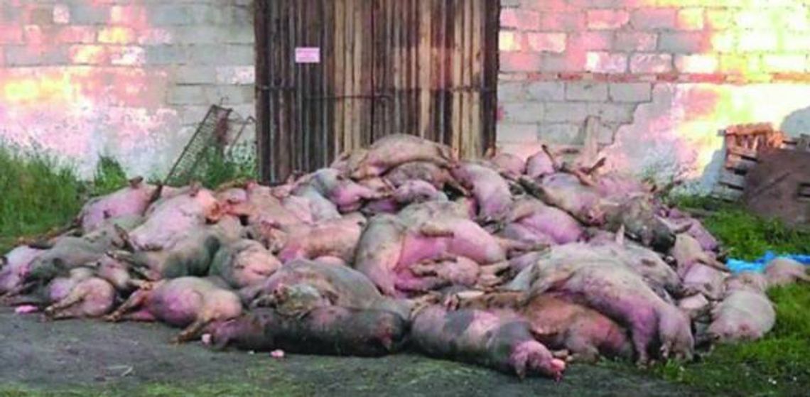 Świńska grypa znów groźna