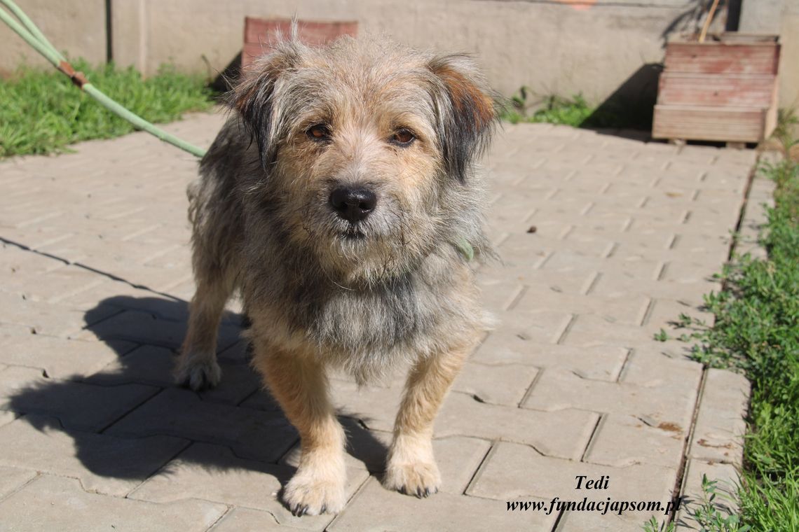 TEDI – Nie kupuj, adoptuj!