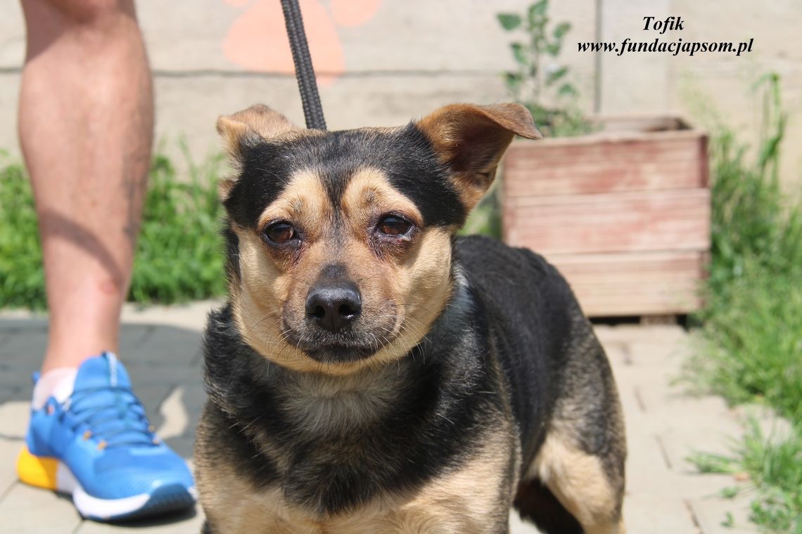 TOFIK – Nie kupuj, adoptuj!