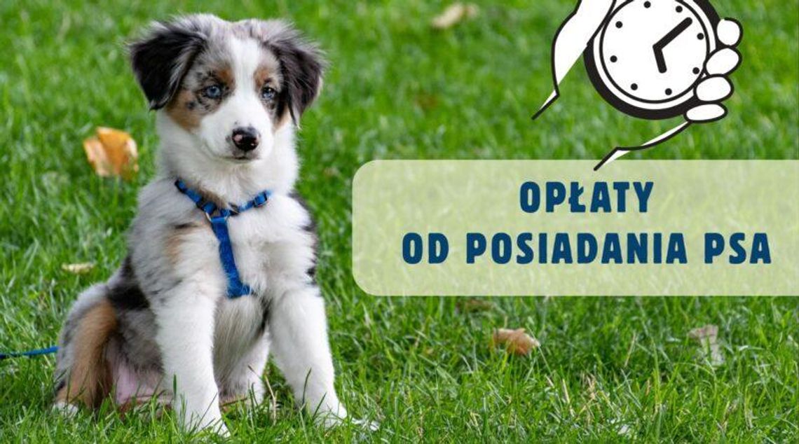 Upływa termin płatności opłaty od posiadania psa