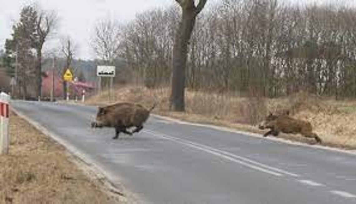 UWAGA NA DZIKIE ZWIERZĘTA!
