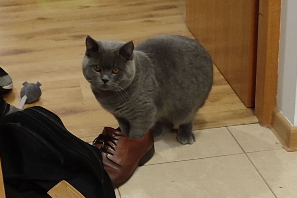 WINSTON – KOT WIELOZADANIOWY
