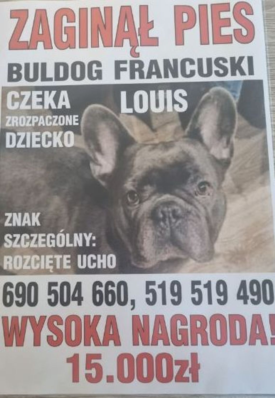ZAGINĄŁ PIES! NAGRODA 15 000 zł
