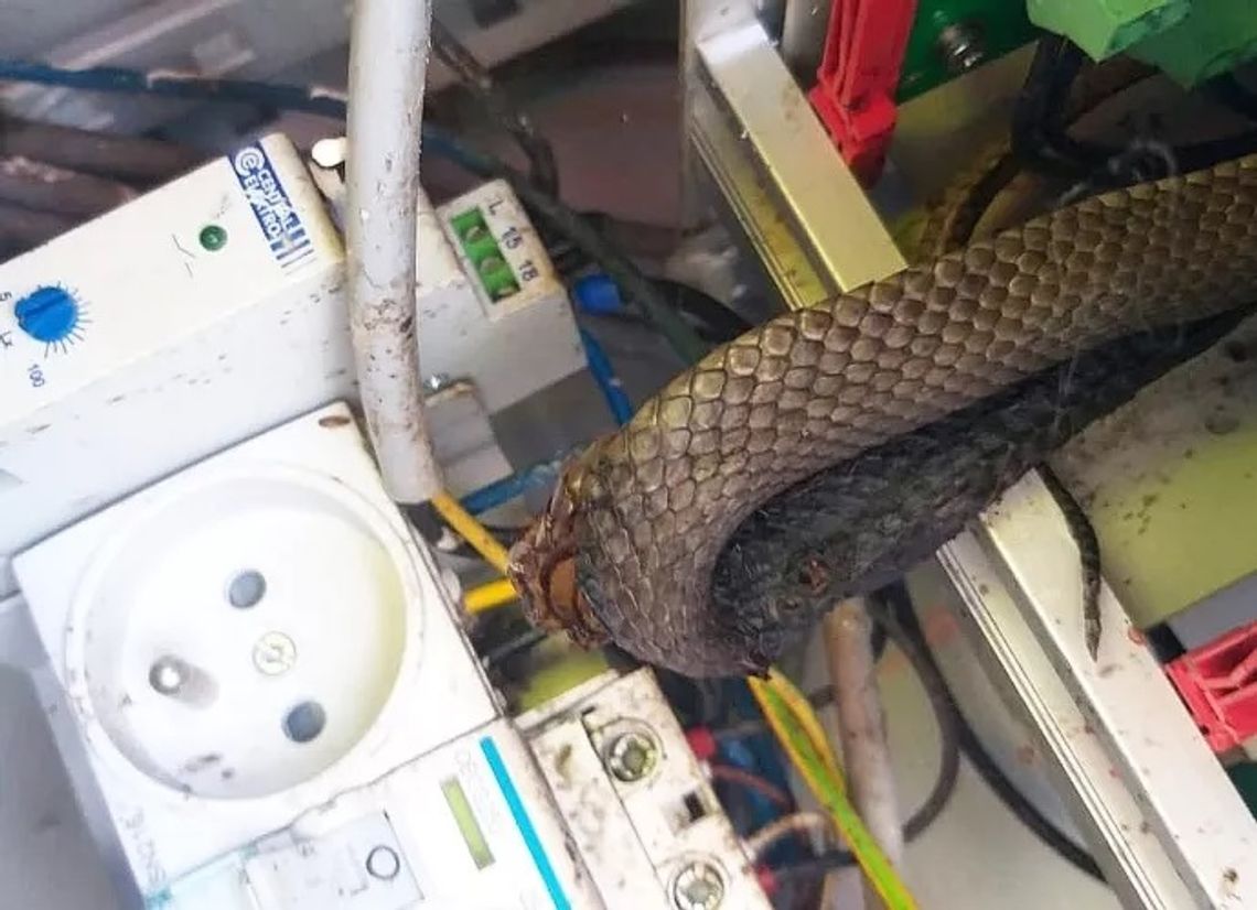 Zaskroniec dostał się do instalacji