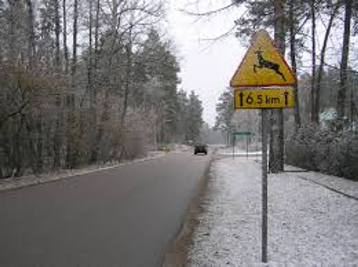 Zderzenie z sarną