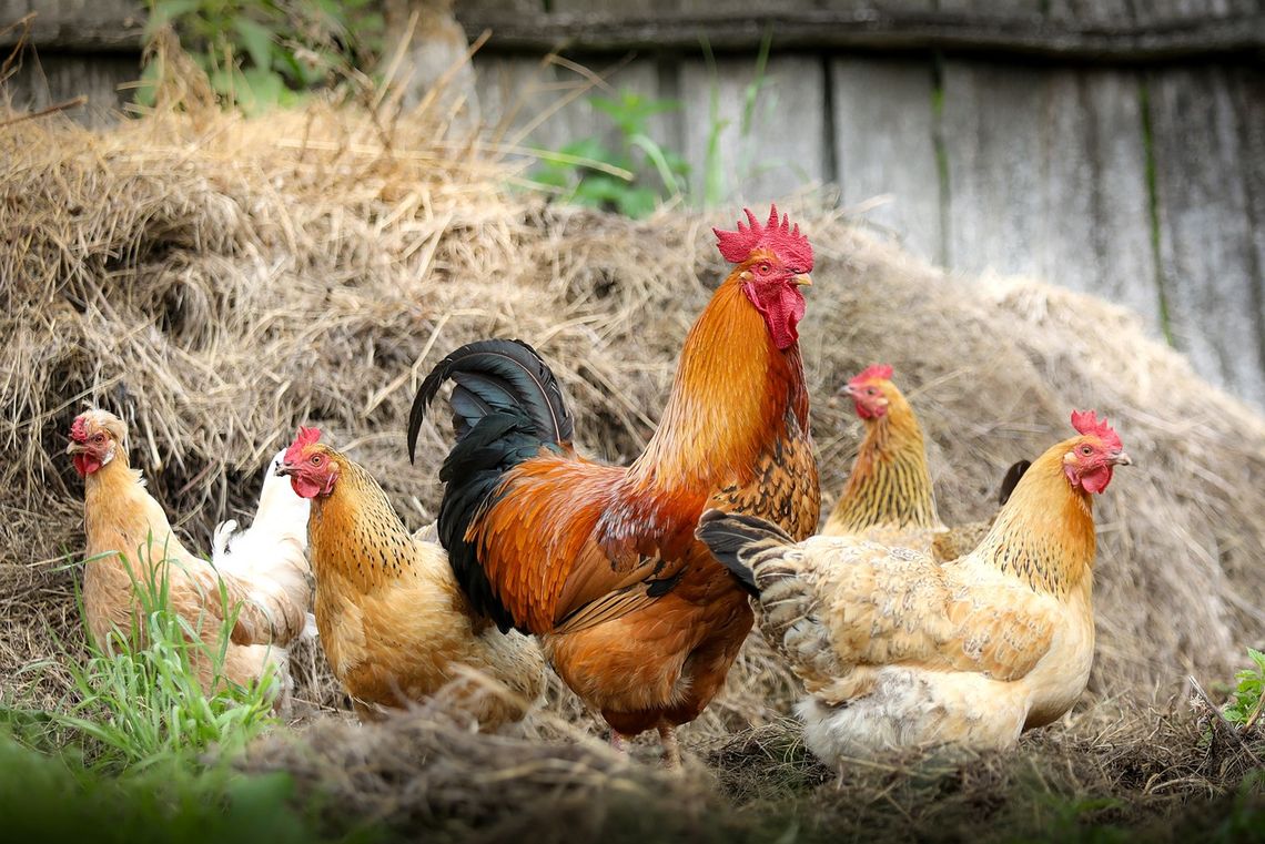 ZDROWIE. Konsumentom mięsa drobiowego nie grozi żadne niebezpieczeństwo