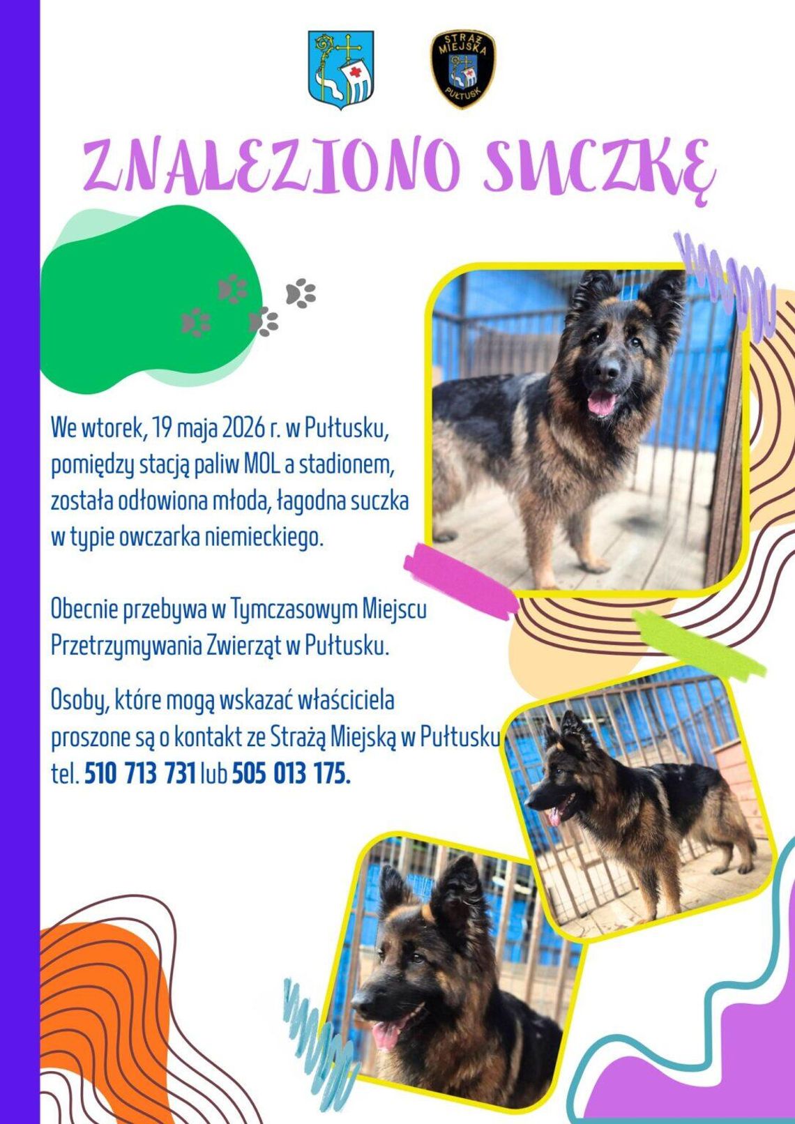 Znaleziono suczkę Znaleziono suczkę