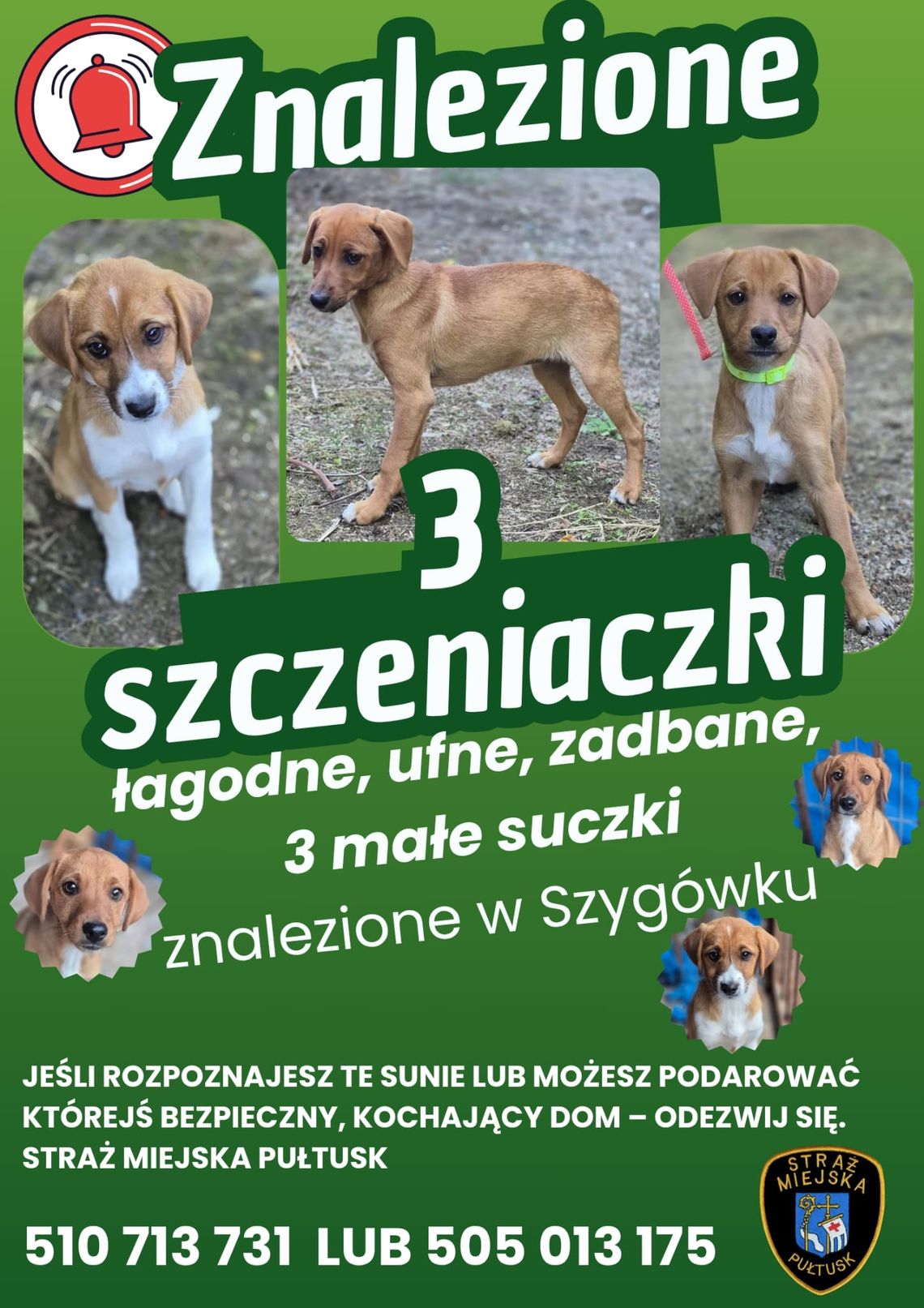 Znaleziono trzy szczenięta w Szygówku – szukamy właściciela lub nowych domów