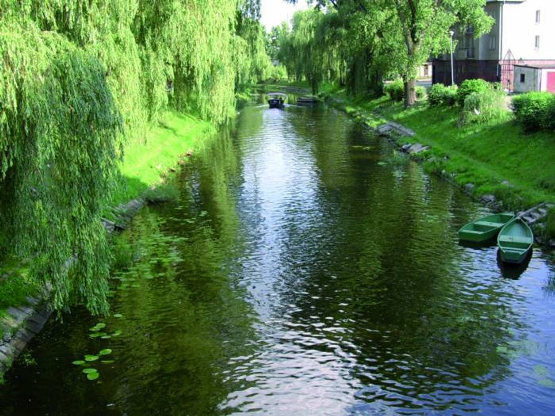 Znów będą wycinać wierzby