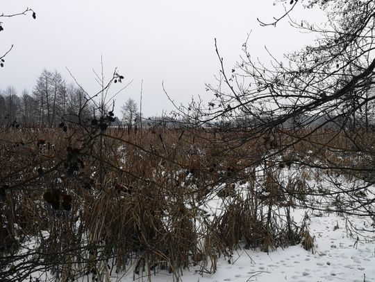 Dzień dobry znad Narwi